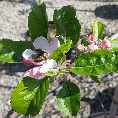 Red Devil apple tree blossom