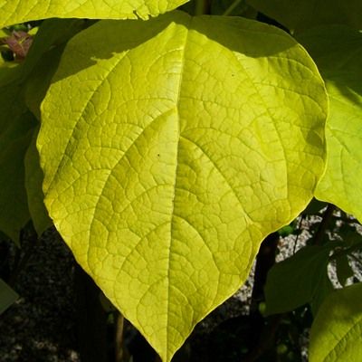 Catalpa aurea golden Indian Bean Tree