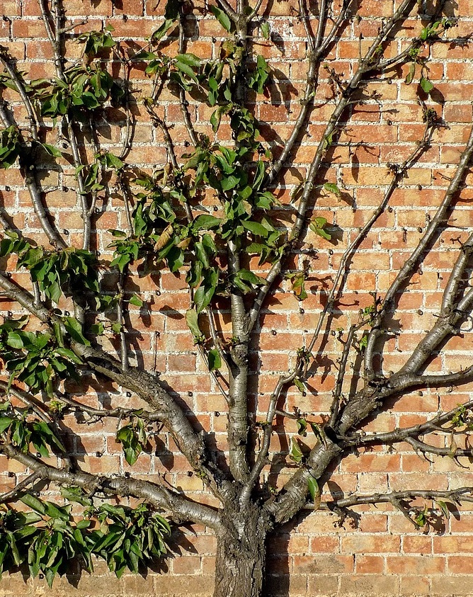 Fan trained mature fruit tree