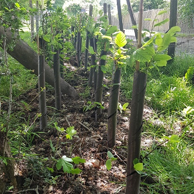 newly planted hedge