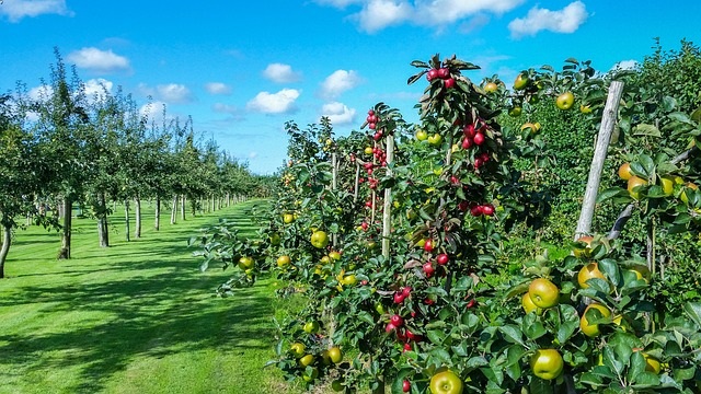 Apple orchard