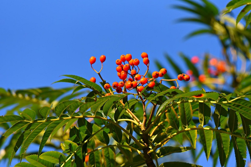 Rowan or Mountain Ash tree