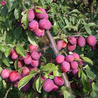 Victoria plum tree