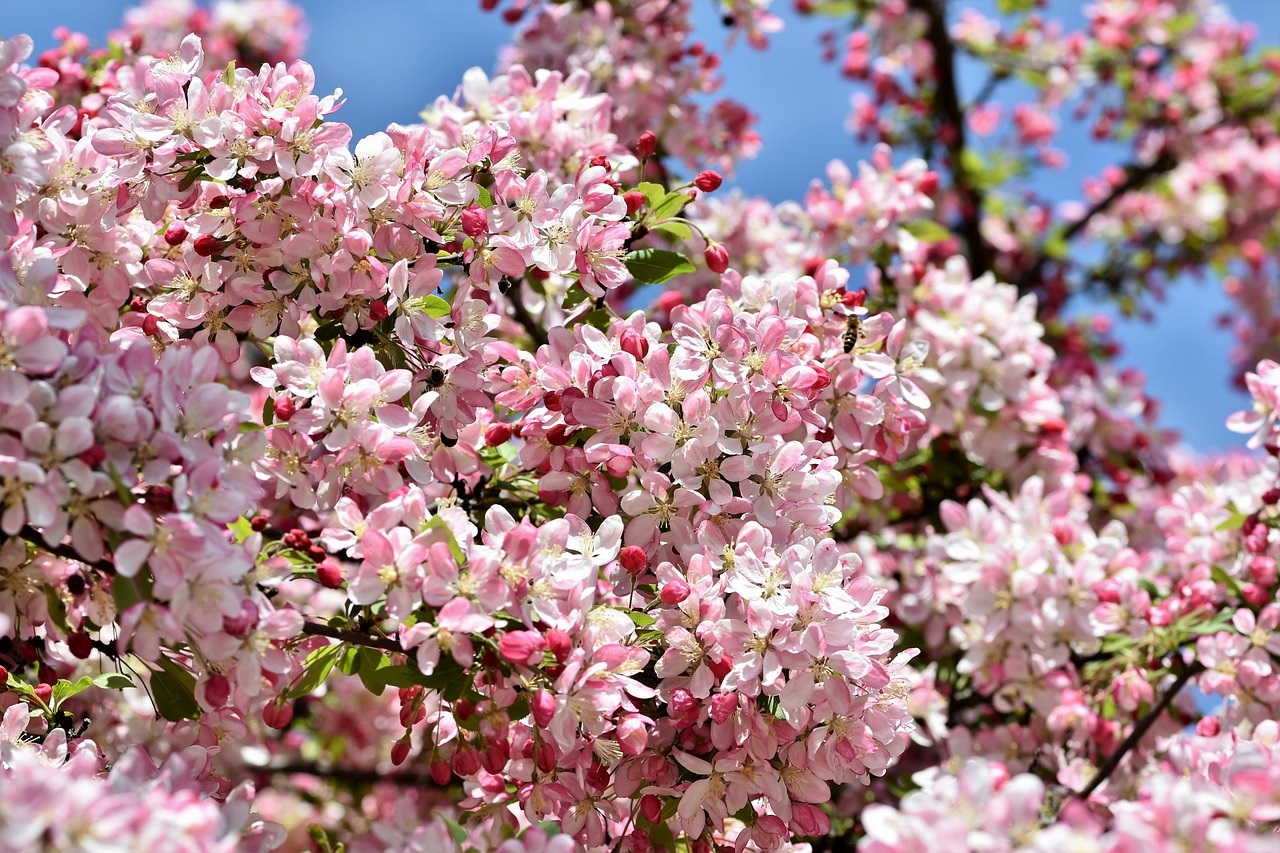 fruit tree blossom