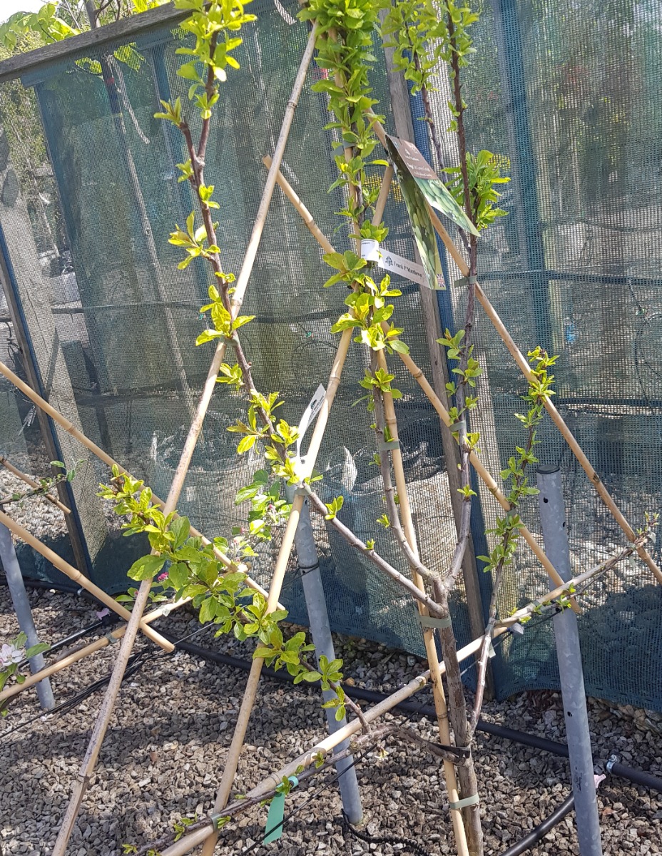 Fan trained fruit tree